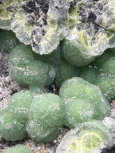 Load image into Gallery viewer, High-Grade Green Wavellite Collectors Specimen - Radiating Botryoidal Crystal Formation - Arkansas, USA
