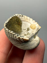 Load image into Gallery viewer, Bivalve (Pelecypoda) Fossil Sea Shell with Chalcopyrite | Mineralized Fossil Specimen | Indonesia