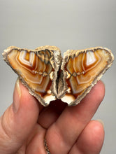 Load image into Gallery viewer, High-Grade Indonesian Sumatra Agate Pair – Vibrant Banded Chalcedony with Rich Color Zoning | Ethical Lapidary & Collector Display Specimens