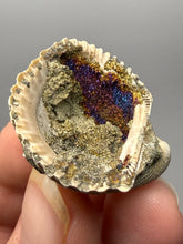 Load image into Gallery viewer, Bivalve (Pelecypoda) Fossil Sea Shell with Chalcopyrite | Mineralized Fossil Specimen | Indonesia