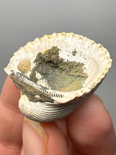 Load image into Gallery viewer, Bivalve (Pelecypoda) Fossil Sea Shell with Chalcopyrite | Mineralized Fossil Specimen | Indonesia