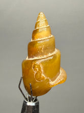 Load image into Gallery viewer, Agatized Gastropod Fossil Specimen | Morocco