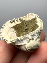 Load image into Gallery viewer, Bivalve (Pelecypoda) Fossil Sea Shell with Chalcopyrite | Mineralized Fossil Specimen | Indonesia