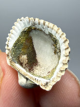 Load image into Gallery viewer, Bivalve (Pelecypoda) Fossil Sea Shell with Chalcopyrite | Mineralized Fossil Specimen | Indonesia