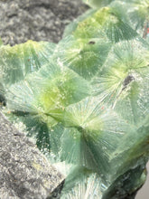 Load image into Gallery viewer, High-Grade Green Wavellite Collectors Specimen - Radiating Botryoidal Crystal Formation - Arkansas, USA