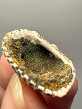 Load image into Gallery viewer, Bivalve (Pelecypoda) Fossil Sea Shell with Chalcopyrite | Mineralized Fossil Specimen | Indonesia