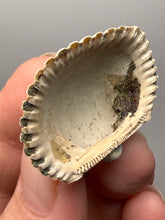 Load image into Gallery viewer, Bivalve (Pelecypoda) Fossil Sea Shell with Chalcopyrite | Mineralized Fossil Specimen | Indonesia