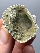 Load image into Gallery viewer, Bivalve (Pelecypoda) Fossil Sea Shell with Chalcopyrite | Mineralized Fossil Specimen | Indonesia