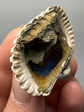 Load image into Gallery viewer, Bivalve (Pelecypoda) Fossil Sea Shell with Chalcopyrite | Mineralized Fossil Specimen | Indonesia