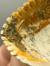 Load image into Gallery viewer, Bivalve (Pelecypoda) Fossil Sea Shell with Chalcopyrite | Mineralized Fossil Specimen | Indonesia