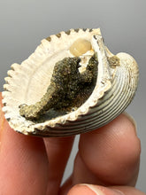 Load image into Gallery viewer, Bivalve (Pelecypoda) Fossil Sea Shell with Chalcopyrite | Mineralized Fossil Specimen | Indonesia