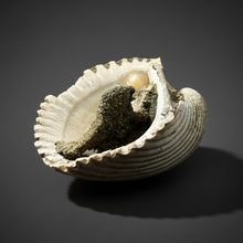 Load image into Gallery viewer, Bivalve (Pelecypoda) Fossil Sea Shell with Chalcopyrite | Mineralized Fossil Specimen | Indonesia