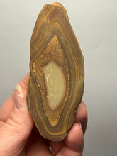 Load image into Gallery viewer, Stromatolite Fossil Slice | Ancient Microbial Reef Structure | Morocco