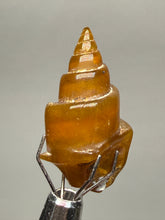 Load image into Gallery viewer, Agatized Gastropod Fossil Specimen | Morocco