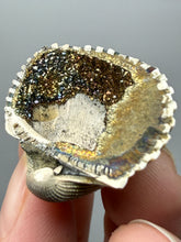 Load image into Gallery viewer, Bivalve (Pelecypoda) Fossil Sea Shell with Chalcopyrite | Mineralized Fossil Specimen | Indonesia