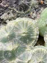 Load image into Gallery viewer, High-Grade Green Wavellite Collectors Specimen - Radiating Botryoidal Crystal Formation - Arkansas, USA