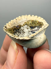 Load image into Gallery viewer, Bivalve (Pelecypoda) Fossil Sea Shell with Calcite Crystals and Chalcopyrite | Mineralized Fossil Specimen | Indonesia