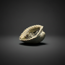 Load image into Gallery viewer, Bivalve (Pelecypoda) Fossil Sea Shell with Calcite Crystals and Chalcopyrite | Mineralized Fossil Specimen | Indonesia