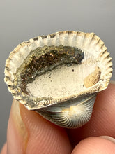 Load image into Gallery viewer, Bivalve (Pelecypoda) Fossil Sea Shell with Chalcopyrite | Mineralized Fossil Specimen | Indonesia