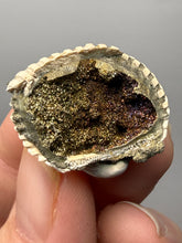 Load image into Gallery viewer, Bivalve (Pelecypoda) Fossil Sea Shell with Chalcopyrite | Mineralized Fossil Specimen | Indonesia