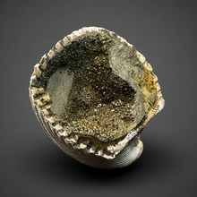 Load image into Gallery viewer, Bivalve (Pelecypoda) Fossil Sea Shell with Chalcopyrite | Mineralized Fossil Specimen | Indonesia