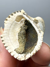 Load image into Gallery viewer, Bivalve (Pelecypoda) Fossil Sea Shell with Chalcopyrite | Mineralized Fossil Specimen | Indonesia
