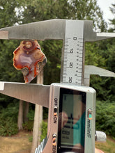 Load image into Gallery viewer, Rare Moroccan Orbicular Agate Collected by Indigenous Nomads | Ancient Beauty from the Sahara