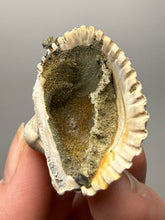 Load image into Gallery viewer, Bivalve (Pelecypoda) Fossil Sea Shell with Chalcopyrite | Mineralized Fossil Specimen | Indonesia