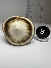 Load image into Gallery viewer, BARITE, MARCASITE Polished Free Form • Lubin Mine, KGHM, Lubin District, Legnica, Lower Silesial, Poland