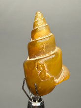 Load image into Gallery viewer, Agatized Gastropod Fossil Specimen | Morocco