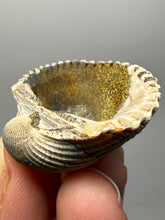 Load image into Gallery viewer, Bivalve (Pelecypoda) Fossil Sea Shell with Chalcopyrite | Mineralized Fossil Specimen | Indonesia