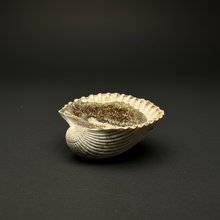 Load image into Gallery viewer, Bivalve (Pelecypoda) Fossil Sea Shell with Chalcopyrite | Mineralized Fossil Specimen | Indonesia