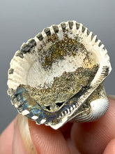 Load image into Gallery viewer, Bivalve (Pelecypoda) Fossil Sea Shell with Chalcopyrite | Mineralized Fossil Specimen | Indonesia
