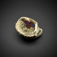 Load image into Gallery viewer, Bivalve (Pelecypoda) Fossil Sea Shell with Chalcopyrite | Mineralized Fossil Specimen | Indonesia