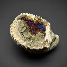Load image into Gallery viewer, Bivalve (Pelecypoda) Fossil Sea Shell with Chalcopyrite | Mineralized Fossil Specimen | Indonesia