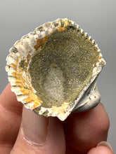 Load image into Gallery viewer, Bivalve (Pelecypoda) Fossil Sea Shell with Chalcopyrite | Mineralized Fossil Specimen | Indonesia