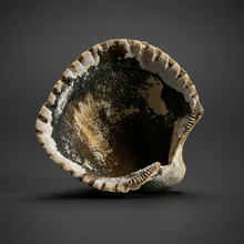 Load image into Gallery viewer, Bivalve (Pelecypoda) Fossil Sea Shell with Chalcopyrite | Mineralized Fossil Specimen | Indonesia