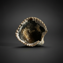 Load image into Gallery viewer, Bivalve (Pelecypoda) Fossil Sea Shell with Chalcopyrite | Mineralized Fossil Specimen | Indonesia