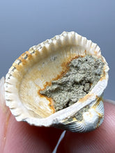 Load image into Gallery viewer, Bivalve (Pelecypoda) Fossil Sea Shell with Chalcopyrite | Mineralized Fossil Specimen | Indonesia