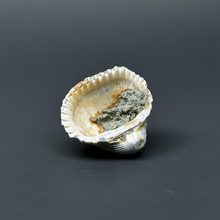 Load image into Gallery viewer, Bivalve (Pelecypoda) Fossil Sea Shell with Chalcopyrite | Mineralized Fossil Specimen | Indonesia