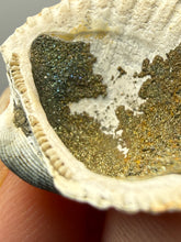 Load image into Gallery viewer, Bivalve (Pelecypoda) Fossil Sea Shell with Chalcopyrite | Mineralized Fossil Specimen | Indonesia
