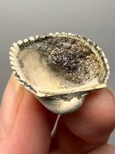Load image into Gallery viewer, Bivalve (Pelecypoda) Fossil Sea Shell with Chalcopyrite | Mineralized Fossil Specimen | Indonesia