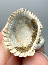 Load image into Gallery viewer, Bivalve (Pelecypoda) Fossil Sea Shell with Chalcopyrite | Mineralized Fossil Specimen | Indonesia