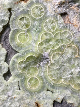 Load image into Gallery viewer, High-Grade Green Wavellite Collectors Specimen - Radiating Botryoidal Crystal Formation - Arkansas, USA