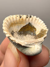 Load image into Gallery viewer, Bivalve (Pelecypoda) Fossil Sea Shell with Chalcopyrite | Mineralized Fossil Specimen | Indonesia