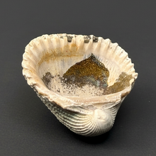 Load image into Gallery viewer, Bivalve (Pelecypoda) Fossil Sea Shell with Chalcopyrite | Mineralized Fossil Specimen | Indonesia