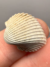 Load image into Gallery viewer, Bivalve (Pelecypoda) Fossil Sea Shell with Chalcopyrite | Mineralized Fossil Specimen | Indonesia