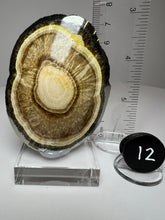 Load image into Gallery viewer, BARITE, MARCASITE Polished Free Form • Lubin Mine, KGHM, Lubin District, Legnica, Lower Silesial, Poland