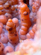 Load image into Gallery viewer, “Goblin Chalcedony” Pink & Orange Druzy Botryoidal Stalactites — Tichka Massif, High Atlas, Morocco