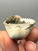 Load image into Gallery viewer, Bivalve (Pelecypoda) Fossil Sea Shell with Chalcopyrite | Mineralized Fossil Specimen | Indonesia